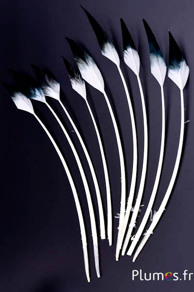 Cygne flèche - 28-33 cm - blanc-noir